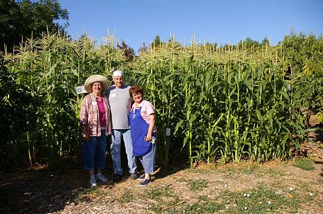 Three individuals stand in front of a tall cornfield, wearing casual clothing and smiles.