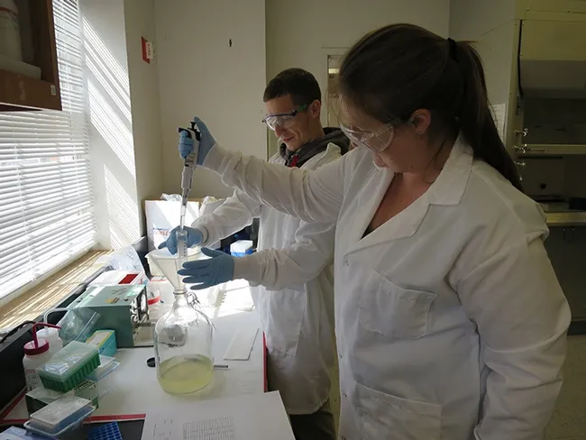 Kelly Hamby (foreground) works on a lygus bioassay with a University of Maryland student.