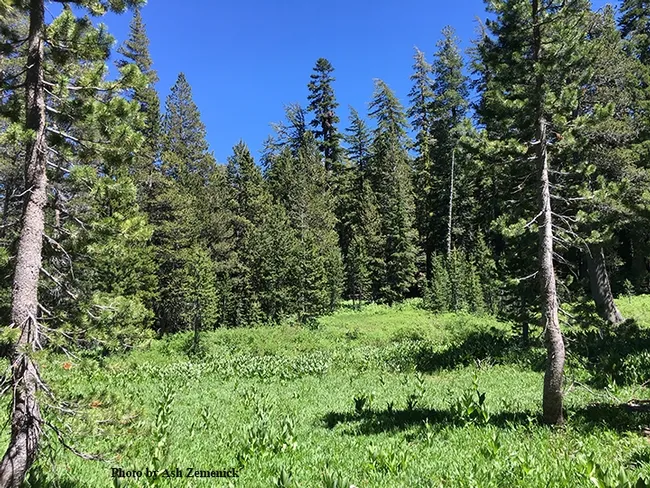 The Tahoe National Forest backgrounds community ecologist Ash Zemenick's field study site. (Photo by Ash Zemenick)