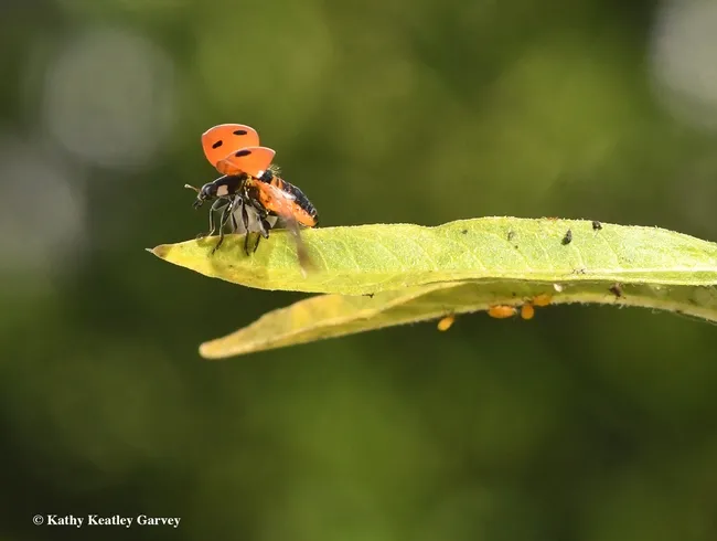 Ready for liftoff? This lady beetle is good to go. (Photo by Kathy Keatley Garvey)
