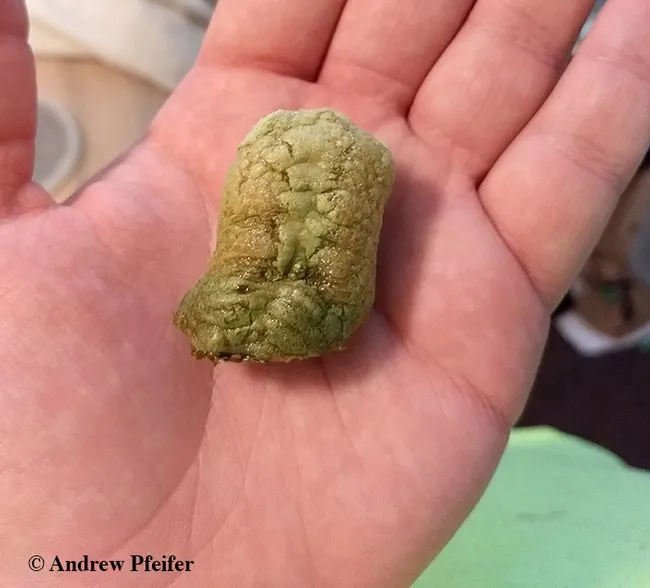 Praying mantis authority Andrew Pfeifer, who administers the public Facebook page, Mantis Keepers, captured this image of his Plistospilota guineensis ootheca. It's about the size of a large chicken egg. (Photo by Andrew Pfeifer)