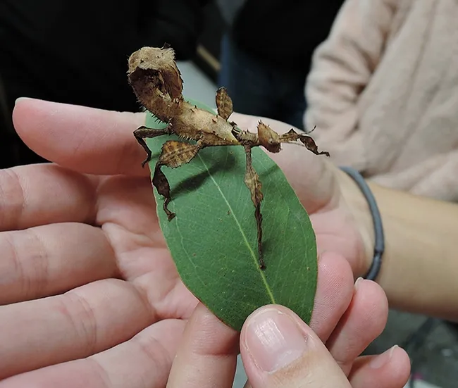 An Australian walking stick munches on a eucalyptus leaf. (Photo by Kathy Keatley Garvey)