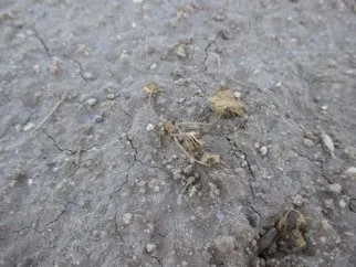 Figure 3. Shark at 9.7 mls/A