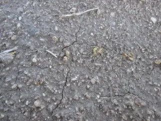 Figure 4. Suppress (+Oroboost & oil)