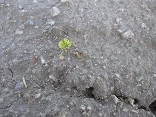 Figure 6. Rely 29 oz/A (Sept 26)