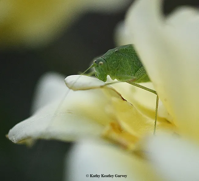 Who goes there? That would be a katydid peeking out between yellow rose petals. (Photo by Kathy Keatley Garvey)