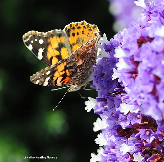 A painted lady, Vanessa cardui, nectaring on lantana in Vacaville, Calif. (Photo by Kathy Keatley Garvey)