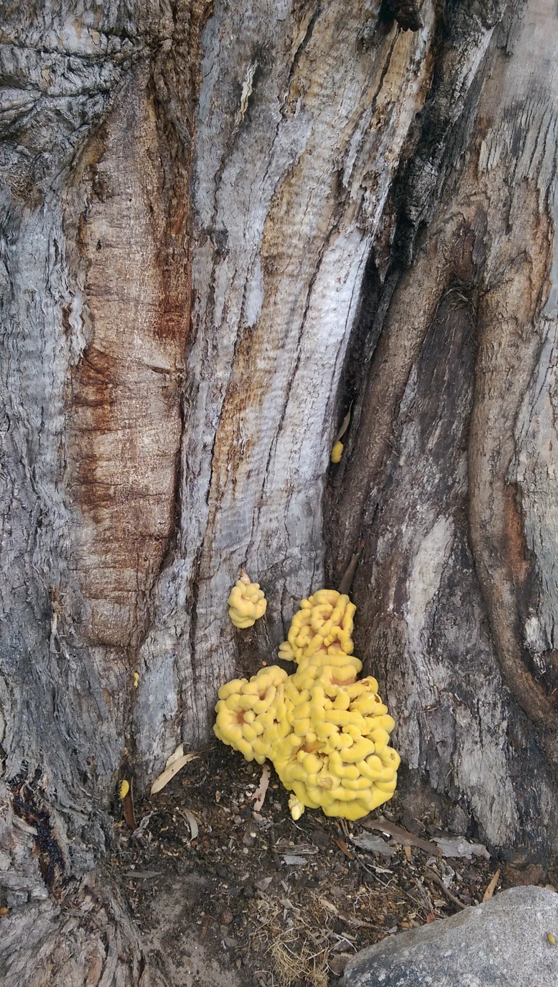 Eucalyptus that has a Laetiporus sulfureus (a common decay fungi that is associated with whole tree and branch failures) - Carmel by the Sea