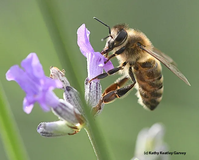 Ahh, nectar! See my tongue (proboscis)? (Photo by Kathy Keatley Garvey)