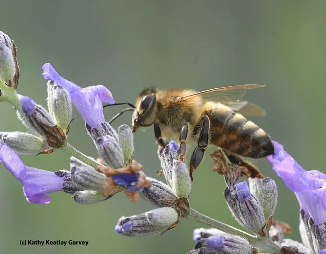I think I'll crawl over to the next blossom. Nobody around to stop me! (Photo by Kathy Keatley Garvey)