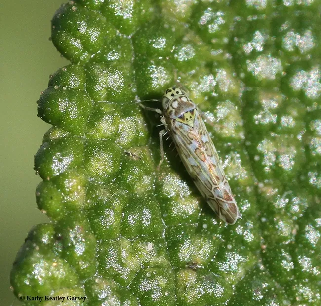 "Leafhoppers generally are varying shades of green, yellow, or brown, and often mottled," according to the UC Statewide Integrated Pest Management Program. This one is a Eupteryx decemnotata on black sage (Salvia mellifera) in Vacaville, Calif. (Photo by Kathy Keatley Garvey)
