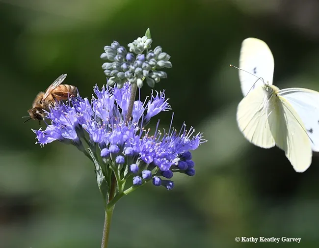 Joy, oh, joy, another photobomb opportunity! The cabbage white circles the honey bee nectaring on bluebeard (Caryopteris x clandonensis). (Photo by Kathy Keatley Garvey)
