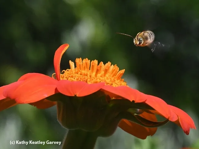 Have you ever seen a male long-horned bee (Melissodes agilis) doing a protective fly-by, trying to save a food source for the female of his species? (Photo by Kathy Keatley Garvey)