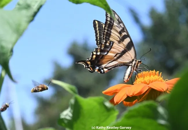 Have you ever seen a male long-horned bee (Melissodes agilis) challenging a Western tiger swallowtail seeking nectar from a Mexican sunflower (Tithonia)?(Photo by Kathy Keatley Garvey)