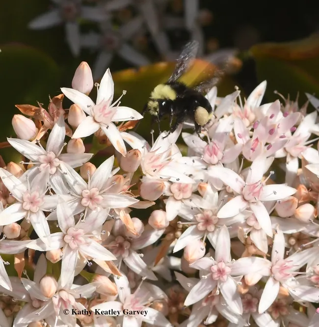 A yellow-faced bumble bee, Bombus vosnesenskii, forages on New Year's Day, 2017, on jade at the Benicia Capitol State Historic Park. (Photo by Kathy Keatley Garvey)