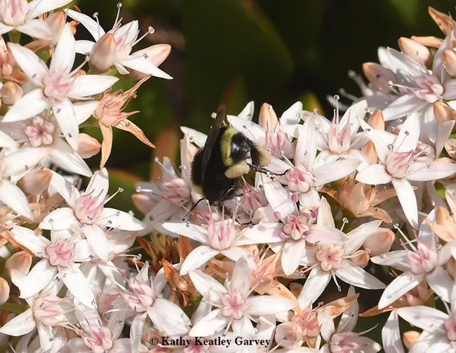 Bottoms up! A yellow-faced bumble bee, Bombus vosnesenskii, dips for nectar on a jade blossom in Benicia. (Photo by Kathy Keatley Garvey)