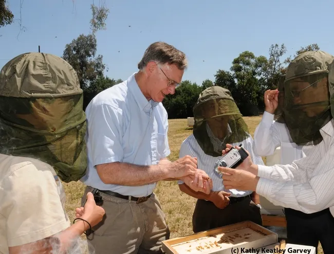 As Extension apiculturist, Eric Mussen shared his knowledge of bees. Here he opens a hive for a group to show them the queen, worker bees and drones. (Photo by Kathy Keatley Garvey)