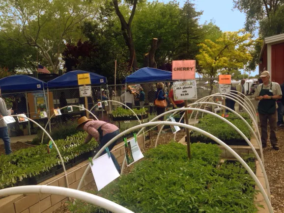 At Rivertown Demonstration Garden during the 2017 Great Tomato Plant Sale