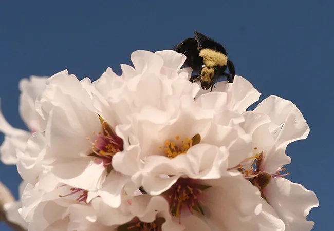 This yellow-faced bumble bees, Bombus vosnesenskii, peers up at the photographer. (Photo by Kathy Keatley Garvey)