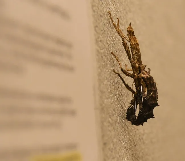 A stick insect in the process of molting. (Photo by Kathy Keatley Garvey)