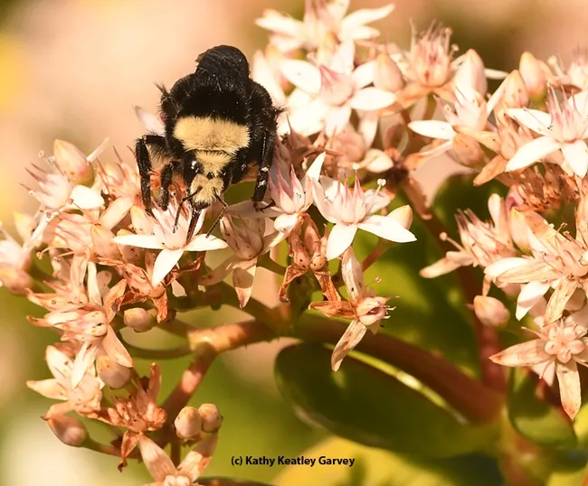 A yellow-faced bumble bee nectars on jade blossoms at the Benicia (Calif.) Capitol State Historic Park. (Photo by Kathy Keatley Garvey)