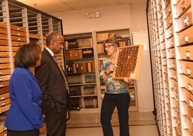 Lynn Kimsey, director of the Bohart Museum, shows monarch butterfly specimens to Chancellor Gary May and Dean Helene Dillard, College of Agricultural and Environmental Sciences. (Photo by Kathy Keatley Garvey)