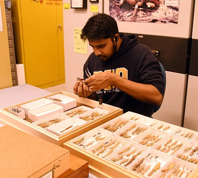 As a Bohart Museum associate, UC Davis entomology student Lohit Garikipati works on a tray of praying mantis specimens. (Photo by Kathy Keatley Garvey)