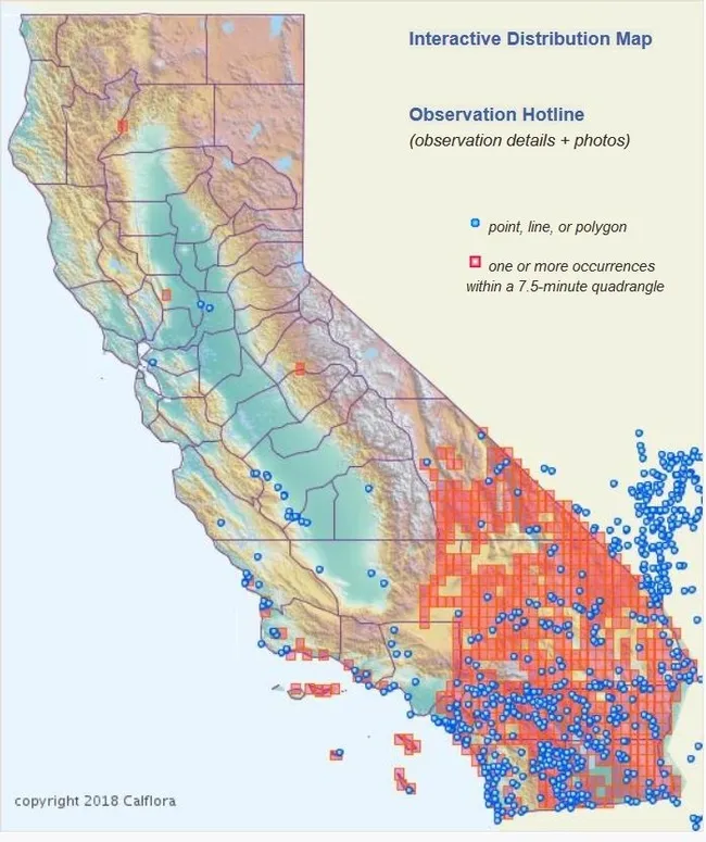 Saharan Mustard Map from CalFlora