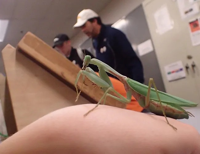 Cupcake, a Rhombodera megaera praying mantis, perches on the hand of her owner, UC Davis animal biology major, Crystal Homicz. (Photo by Kathy Keatley Garvey)