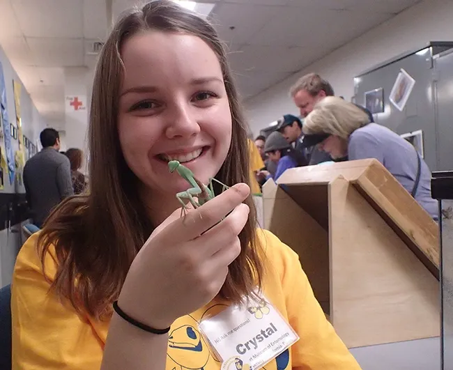 UC Davis animal biology major Crystal Homicz holds Cupcake, her Rhombodera megaera praying mantis. It is a native of Asia and the species is one of the largest in the world. (Photo by Kathy Keatley Garvey)