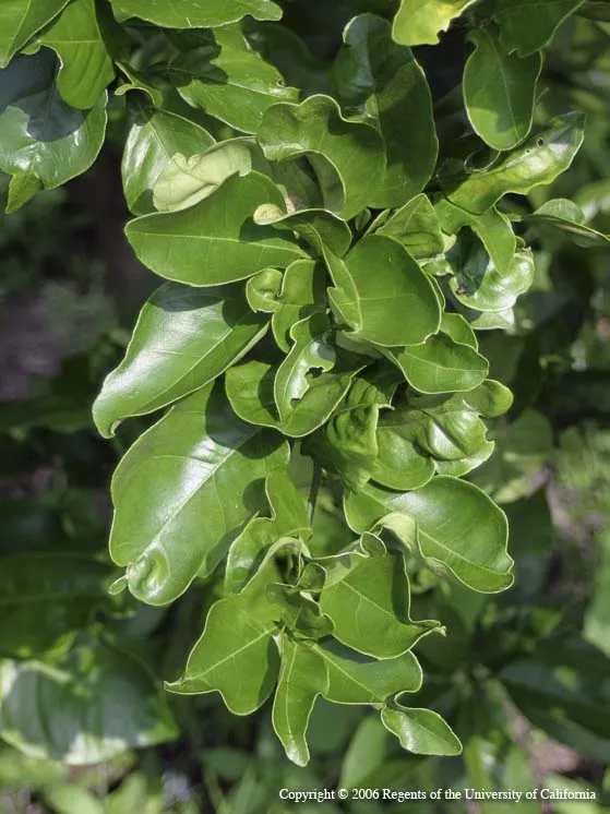 Distorted citrus leaves due to previous psyllid feeding