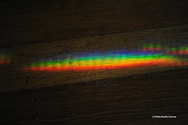 Odds are, due to the rain, you won't find any bees flying around Davis during the UC Davis Bee Symposium, but you might find a rainbow or a reflection. (Photo by Kathy Keatley Garvey)