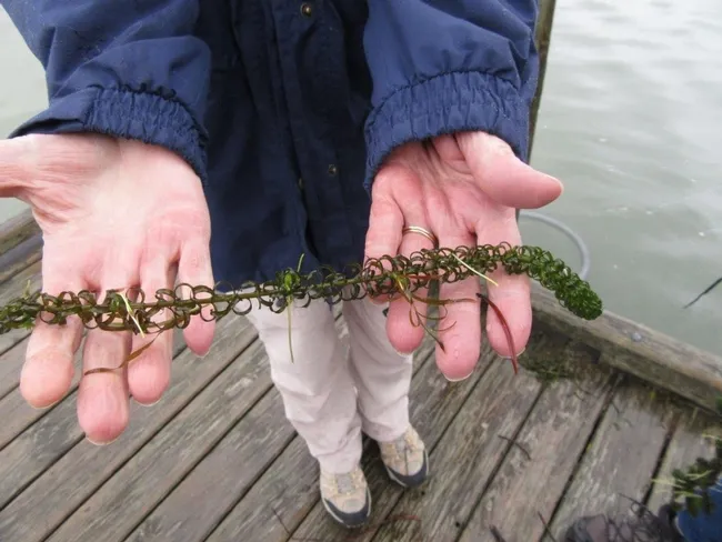 Lagarosiphon NZ 2018