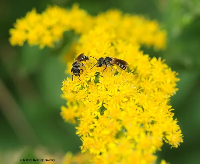 Female sweat bees, Halictus ligatus, on goldenrod at the UC Davis Arboretum and Public Garden. (Photo by Kathy Keatley Garvey)