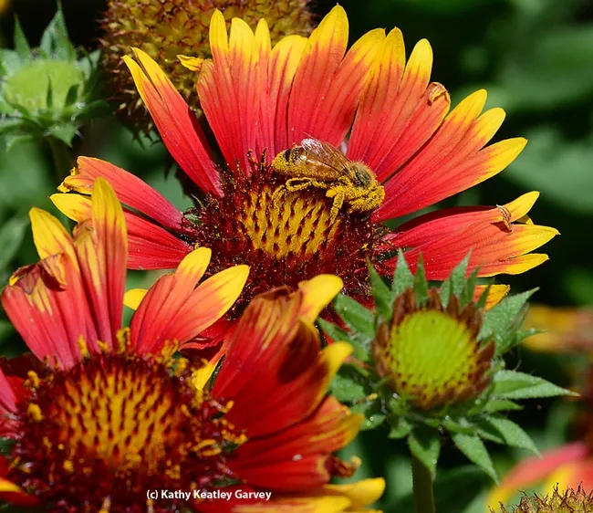 A pollen-covered honey bee forages on a Gallardia. (Photo by Kathy Keatley Garvey)