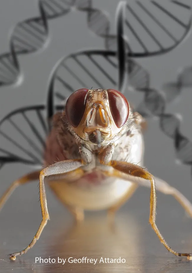 This amazing photo of a tsetse fly (Glossina genus) is the work of UC Davis medical entomologist Geoffrey Attardo. His lab "uses a combination of biochemistry, molecular genetics and cell biology to study the interactions between African trypanosomes and tsetse flies." (Image by Geoffrey Attardo)