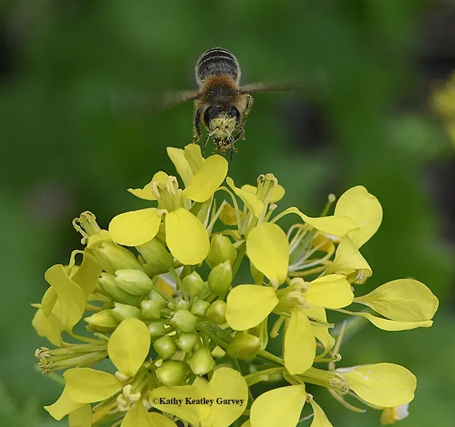 Full speed ahead: "gold dust" or mustard pollen covers the head of this honey bee. (Photo by Kathy Keatley Garvey)