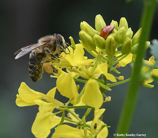 "Okay, ladybug, get ready, here I come. We'll share, okay? Pollen and nectar for me. Aphids for you." (Photo by Kathy Keatley Garvey)