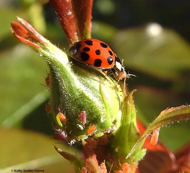 A multi-colored Asian beetles snags an aphid. (Photo by Kathy Keatley Garvey)