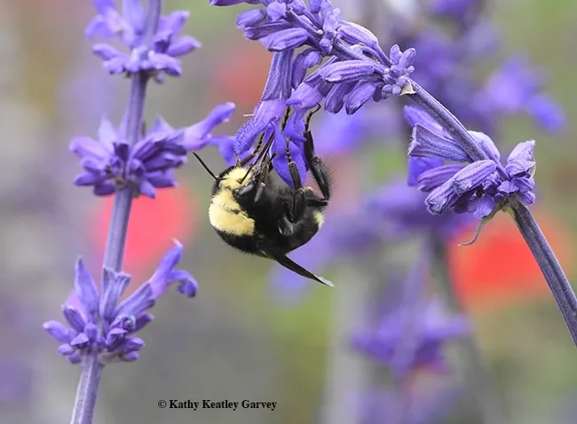 A yellow-faced bumble bee, Bombus vosnesenskii, on Salvia "Indigo Spires" in Kate Frey's pollinator garden at the Sonoma Cornerstone. (Photo by Kathy Keatley Garvey)