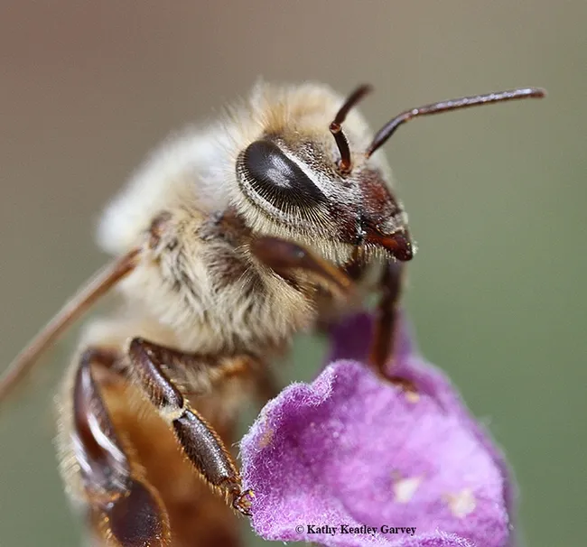 Close-up of the eye of a honey bee. (Photo by Kathy Keatley Garvey)