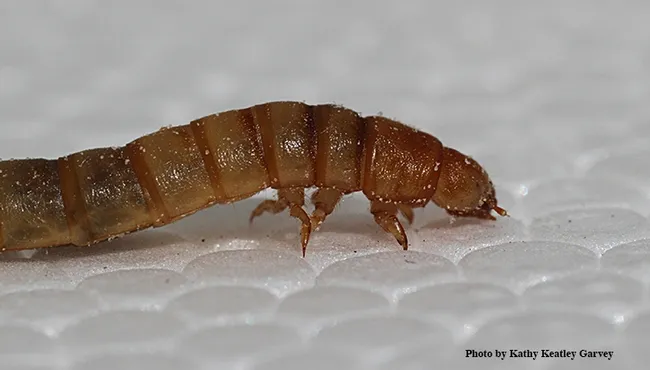 Close-up of a mealworm on Styrofoam. This image was taken with a Canon MPE-65 mm lens. (Photo by Kathy Keatley Garvey)