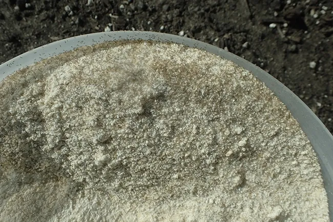 This is what you really see with the naked eye: the booklice are nearly microscopic. (Photo by Kathy Keatley Garvey)