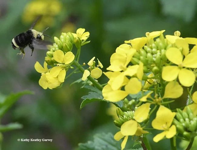 Coming in for a landing! A yellow-faced bumble bee, Bombus vosnesenskii, lands on a mustard blossom. (Photo by Kathy Keatley Garvey)