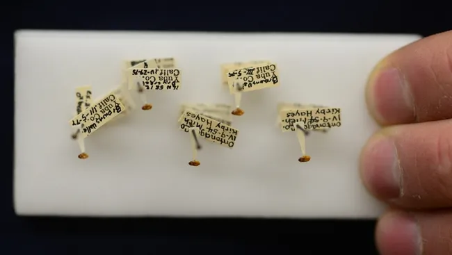 Close-up of Platypsyllus castoris, an ectoparasite on beavers.(Photo by Kathy Keatley Garvey)