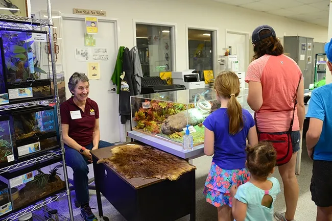 Bohart Museum director Lynn Kimsey smiles at the reaction of visitors to the beaver/beetle display. (Photo by Kathy Keatley Garvey)