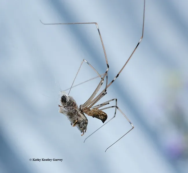 Spiders will draw attention at the California Honey Festival. A UC Davis class will discuss how spiders hunt. This is a cellar spider that nailed a honey bee and is wrapping it for later consumption. (Photo by Kathy Keatley Garvey)