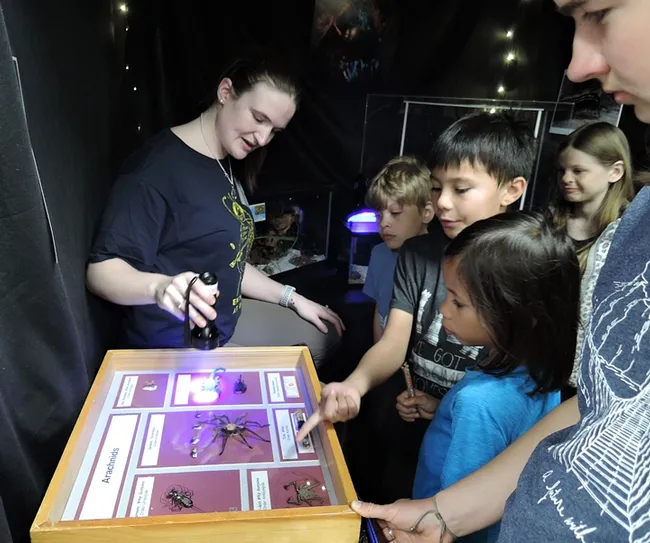UC Davis entomology graduate student Charlotte Herbert will be tabling an activity at the Dixon May Fair on Saturday, May 12. She recently showed scorpions at the UC Davis Biodiversity Museum Day. Under a black light, scorpions fluoresce. (Photo by Kathy Keatley Garvey)