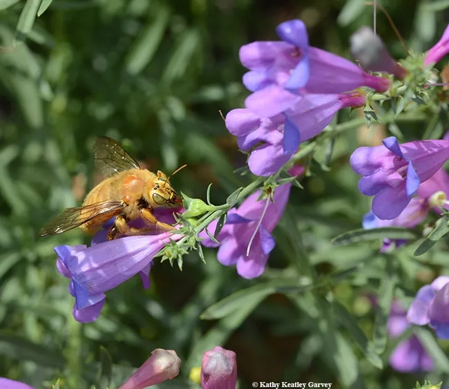 A male valley carpenter bee, Xylocopa varipuncta, nectaring on a California native, foothill penstomen, Penstemon heterophyllus. (Photo by Kathy Keatley Garvey)