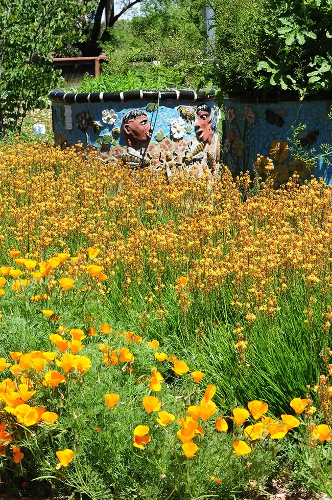 California golden poppies and bulbine brighten the Haagen-Dazs Honey Bee Haven, a half-acre bee garden on Bee Biology Road, west of the central UC Davis campus. (Photo by Kathy Keatley Garvey)